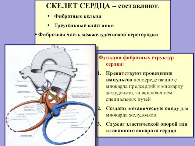 СКЕЛЕТ СЕРДЦА – составляют: Фиброзные кольца Треугольные пластинки Фиброзная часть межжелудочковой