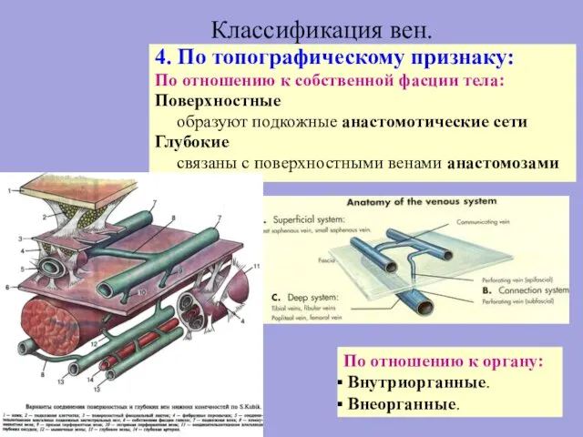 Классификация вен. 4. По топографическому признаку: По отношению к собственной фасции