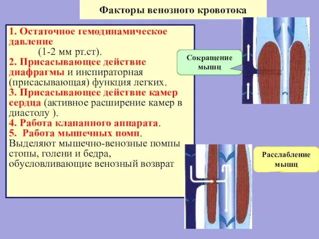 Факторы венозного кровотока 1. Остаточное гемодинамическое давление (1-2 мм рт.ст). 2.