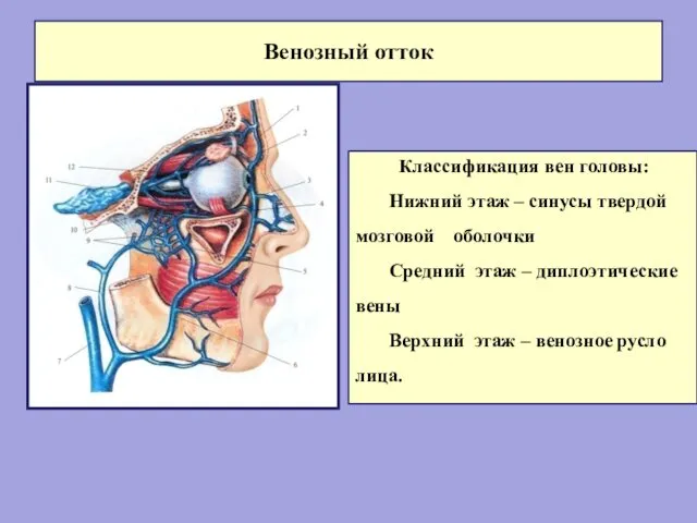 Классификация вен головы: Нижний этаж – синусы твердой мозговой оболочки Средний