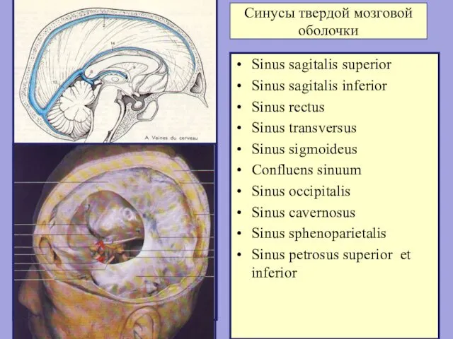 Синусы твердой мозговой оболочки Sinus sagitalis superior Sinus sagitalis inferior Sinus