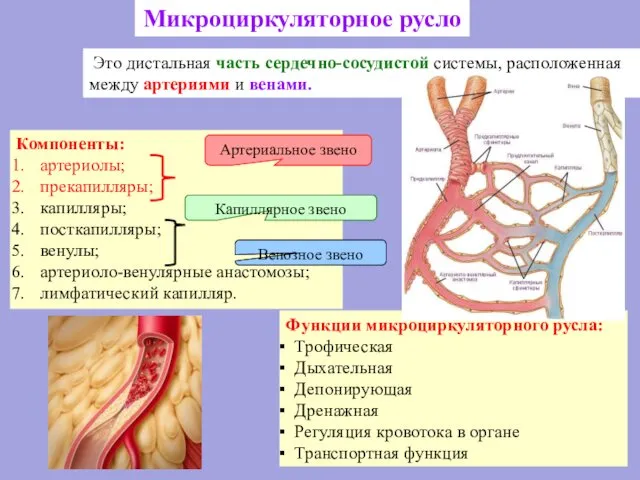 Компоненты: артериолы; прекапилляры; капилляры; посткапилляры; венулы; артериоло-венулярные анастомозы; лимфатический капилляр. Микроциркуляторное