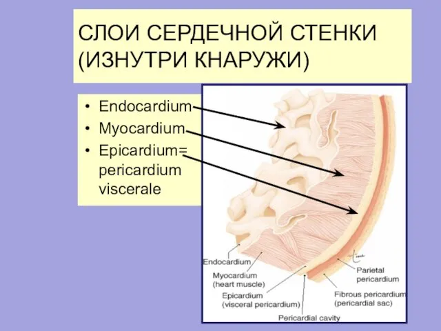 СЛОИ СЕРДЕЧНОЙ СТЕНКИ(ИЗНУТРИ КНАРУЖИ) Endocardium Myocardium Epicardium= pericardium viscerale
