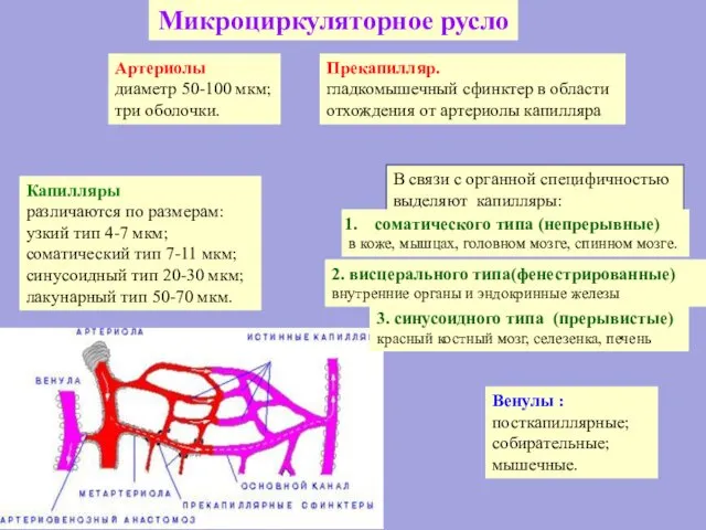 Артериолы диаметр 50-100 мкм; три оболочки. Микроциркуляторное русло Капилляры различаются по