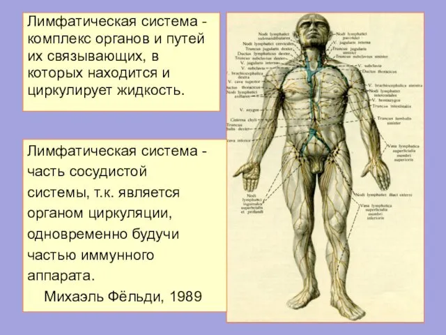 Лимфатическая система - комплекс органов и путей их связывающих, в которых