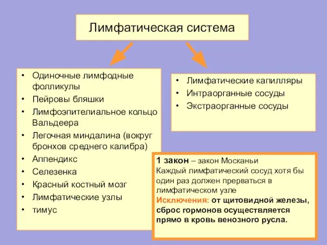 Лимфатическая система Одиночные лимфодные фолликулы Пейровы бляшки Лимфоэпителиальное кольцо Вальдеера Легочная