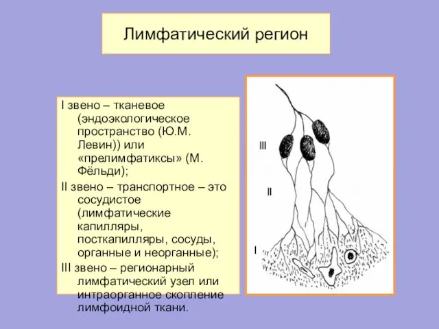 Лимфатический регион I звено – тканевое (эндоэкологическое пространство (Ю.М. Левин)) или