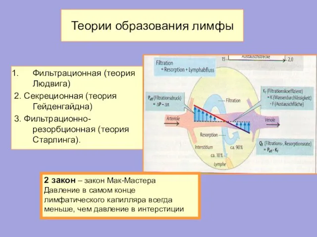 Теории образования лимфы Фильтрационная (теория Людвига) 2. Секреционная (теория Гейденгайдна) 3.