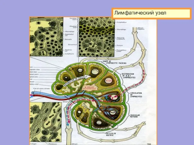 Лимфатический узел