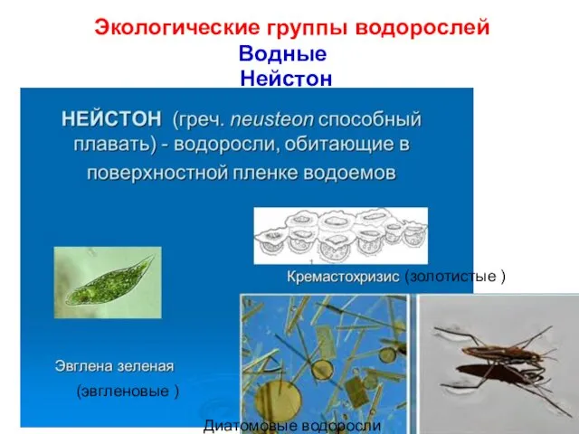 Экологические группы водорослей Водные Нейстон Диатомовые водоросли (золотистые ) (эвгленовые )
