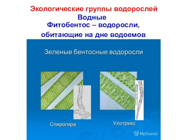 Экологические группы водорослей Водные Фитобентос – водоросли, обитающие на дне водоемов