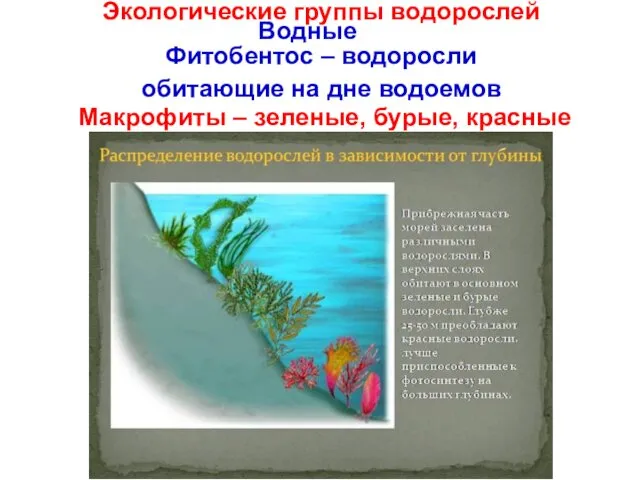 Экологические группы водорослей Водные Фитобентос – водоросли обитающие на дне водоемов Макрофиты – зеленые, бурые, красные