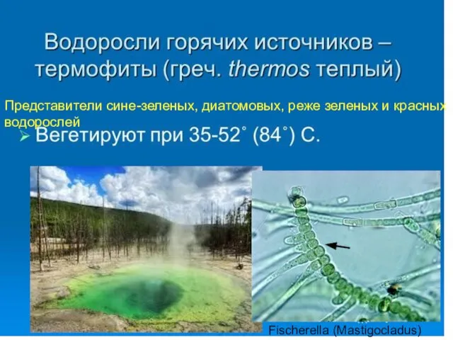 Fischerella (Mastigocladus) Представители сине-зеленых, диатомовых, реже зеленых и красных водорослей