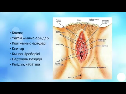 Қасаға Үлкен жыныс еріндері Кіші жыныс еріндері Клитор Қынап кіреберісі Бартолин бездері Қыздық қабатша