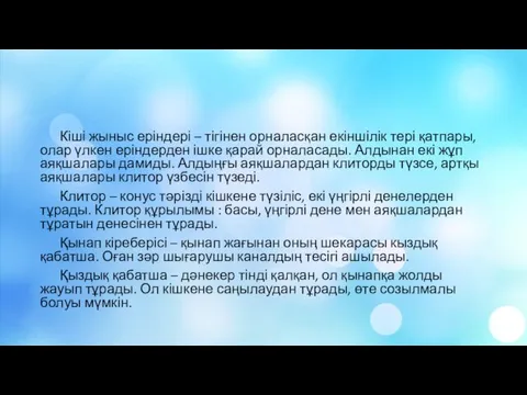 Кіші жыныс еріндері – тігінен орналасқан екіншілік тері қатпары, олар үлкен