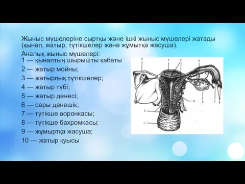 Жыныс мүшелеріне сыртқы және ішкі жыныс мүшелері жатады (қынап, жатыр, түтікшелер