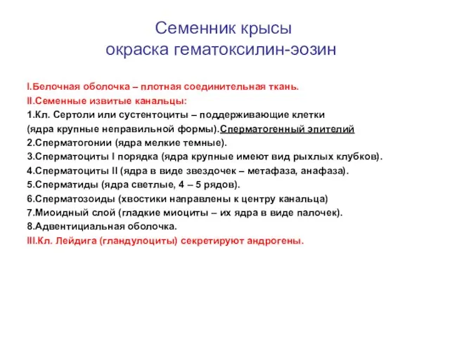 Семенник крысы окраска гематоксилин-эозин I.Белочная оболочка – плотная соединительная ткань. II.Семенные