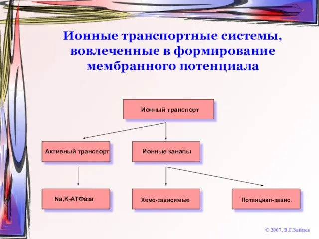 Ионные транспортные системы, вовлеченные в формирование мембранного потенциала © 2007, В.Г.Зайцев