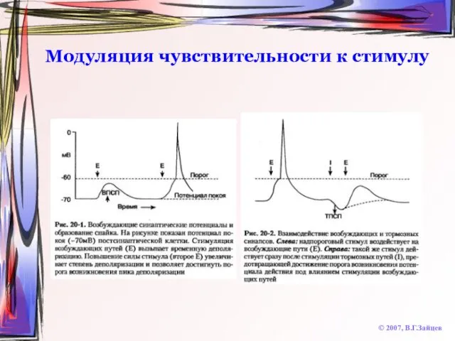 Модуляция чувствительности к стимулу © 2007, В.Г.Зайцев