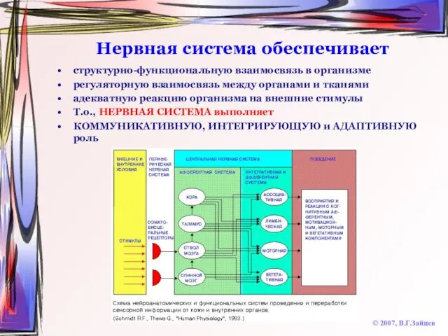 Нервная система обеспечивает структурно-функциональную взаимосвязь в организме регуляторную взаимосвязь между органами