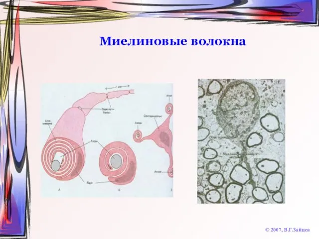 Миелиновые волокна © 2007, В.Г.Зайцев