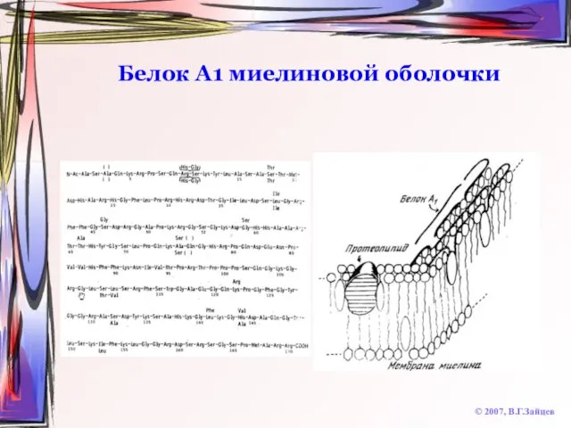 Белок А1 миелиновой оболочки © 2007, В.Г.Зайцев