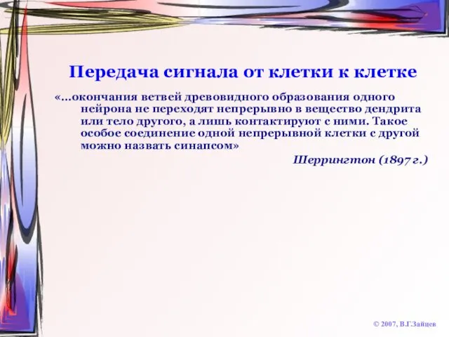 Передача сигнала от клетки к клетке © 2007, В.Г.Зайцев «…окончания ветвей