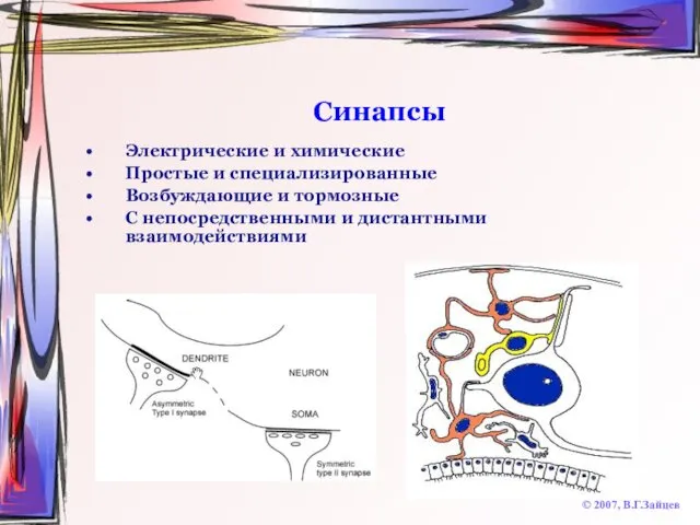 Синапсы © 2007, В.Г.Зайцев Электрические и химические Простые и специализированные Возбуждающие