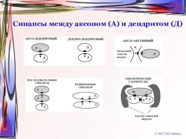 Синапсы между аксоном (А) и дендритом (Д) © 2007, В.Г.Зайцев