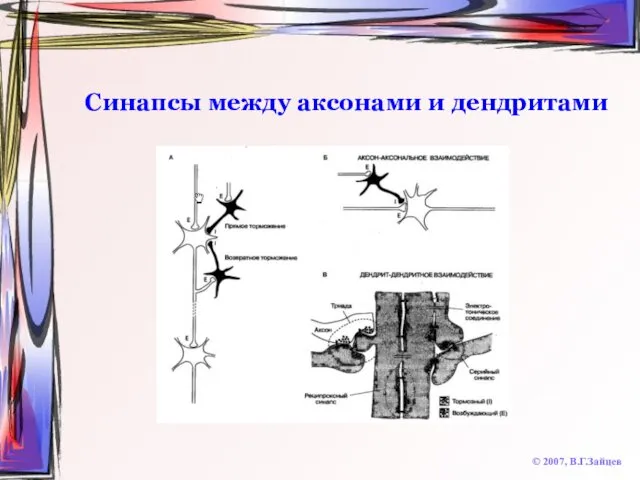 Синапсы между аксонами и дендритами © 2007, В.Г.Зайцев