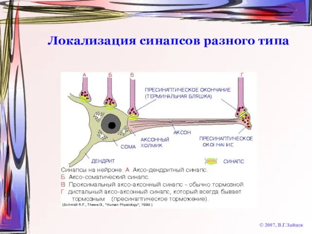 Локализация синапсов разного типа © 2007, В.Г.Зайцев