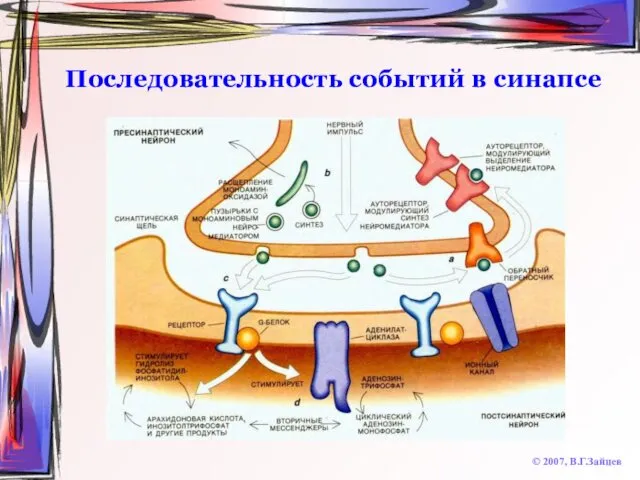 Последовательность событий в синапсе © 2007, В.Г.Зайцев