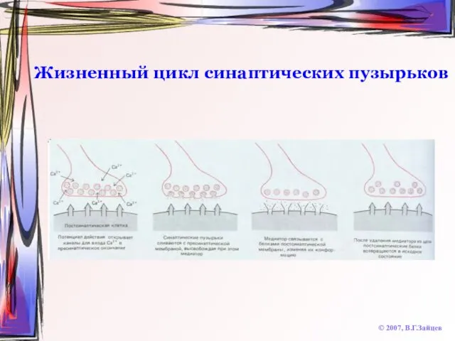 Жизненный цикл синаптических пузырьков © 2007, В.Г.Зайцев