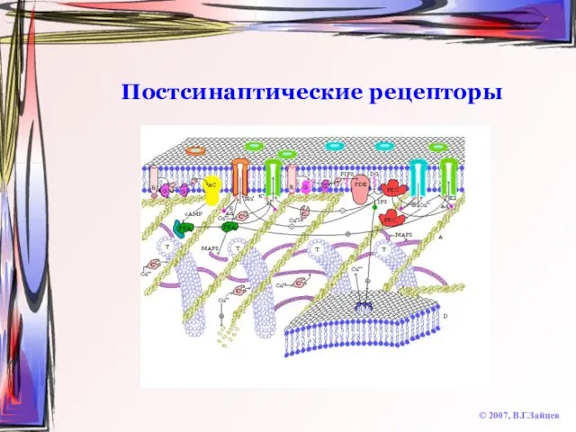 Постсинаптические рецепторы © 2007, В.Г.Зайцев