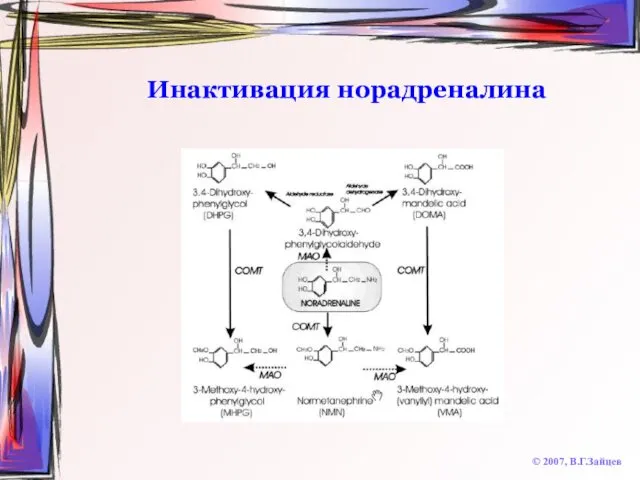 Инактивация норадреналина © 2007, В.Г.Зайцев