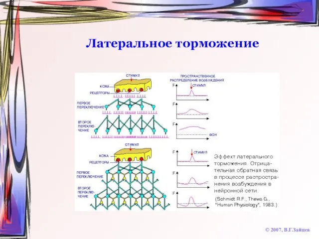 Латеральное торможение © 2007, В.Г.Зайцев