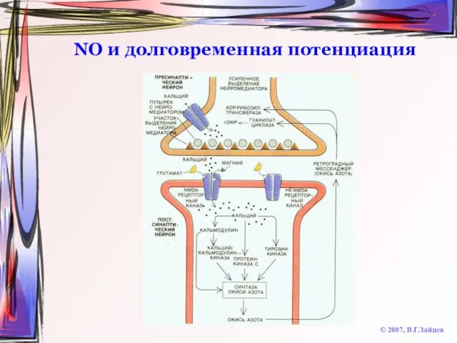 NO и долговременная потенциация © 2007, В.Г.Зайцев