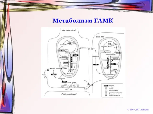 Метаболизм ГАМК © 2007, В.Г.Зайцев