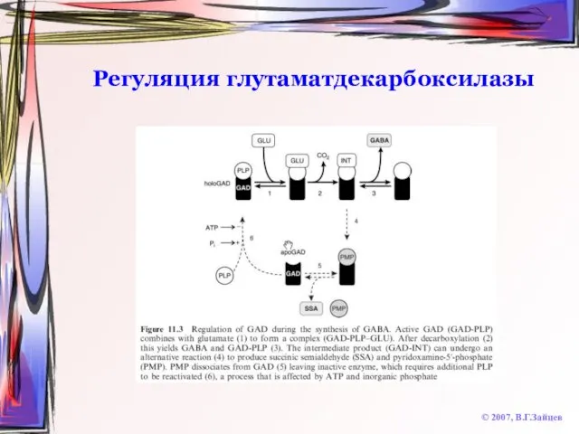Регуляция глутаматдекарбоксилазы © 2007, В.Г.Зайцев