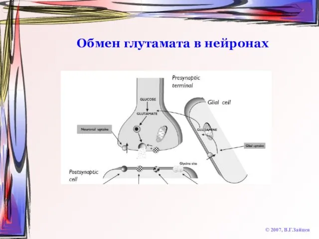 Обмен глутамата в нейронах © 2007, В.Г.Зайцев