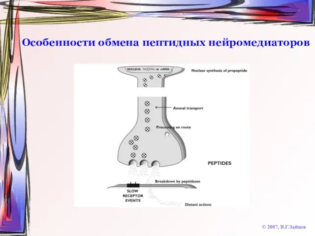 Особенности обмена пептидных нейромедиаторов © 2007, В.Г.Зайцев