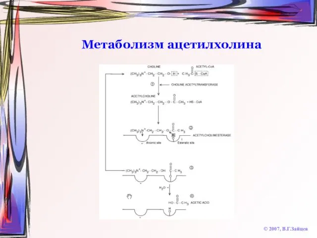 Метаболизм ацетилхолина © 2007, В.Г.Зайцев