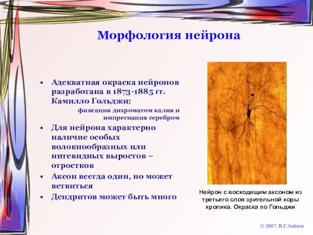 Морфология нейрона Адекватная окраска нейронов разработана в 1873-1885 гг. Камилло Гольджи: