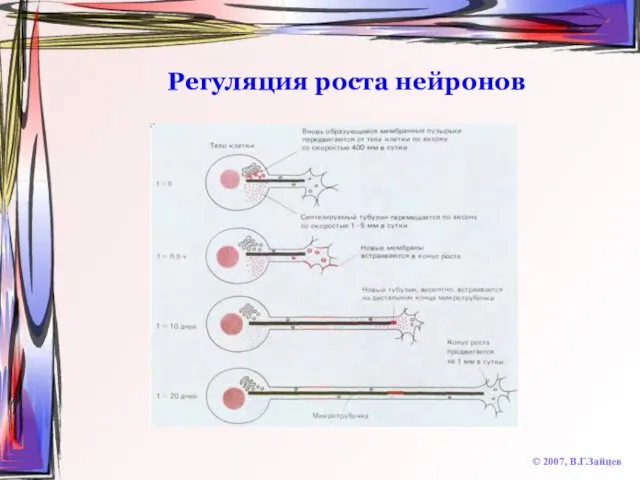Регуляция роста нейронов © 2007, В.Г.Зайцев