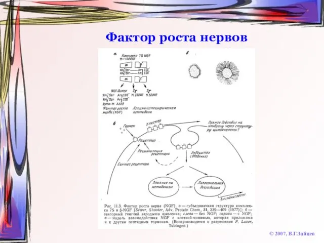 Фактор роста нервов © 2007, В.Г.Зайцев