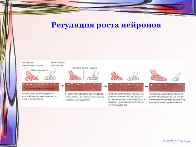 Регуляция роста нейронов © 2007, В.Г.Зайцев