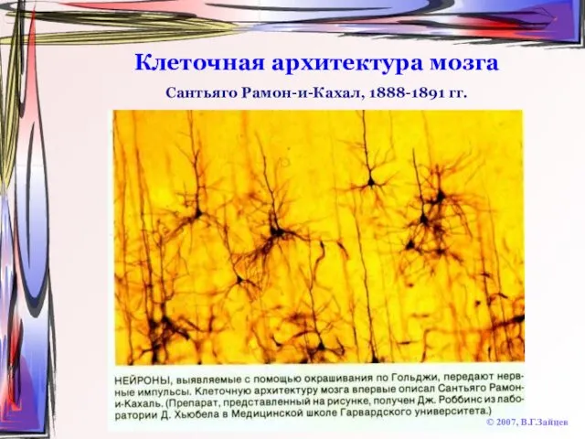 Клеточная архитектура мозга © 2007, В.Г.Зайцев Сантьяго Рамон-и-Кахал, 1888-1891 гг.
