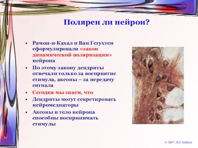 Полярен ли нейрон? Рамон-и-Кахал и Ван Гегухтен сформулировали «закон динамической поляризации»