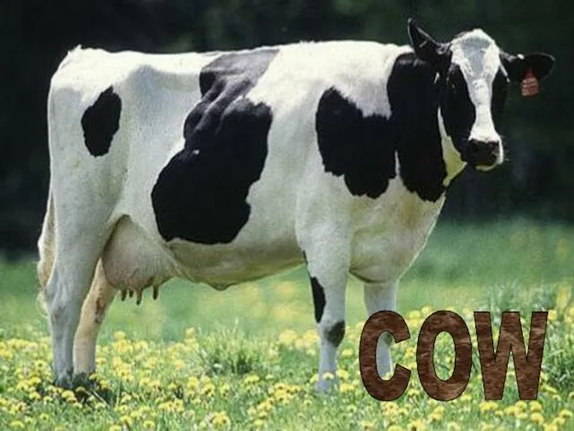 COW