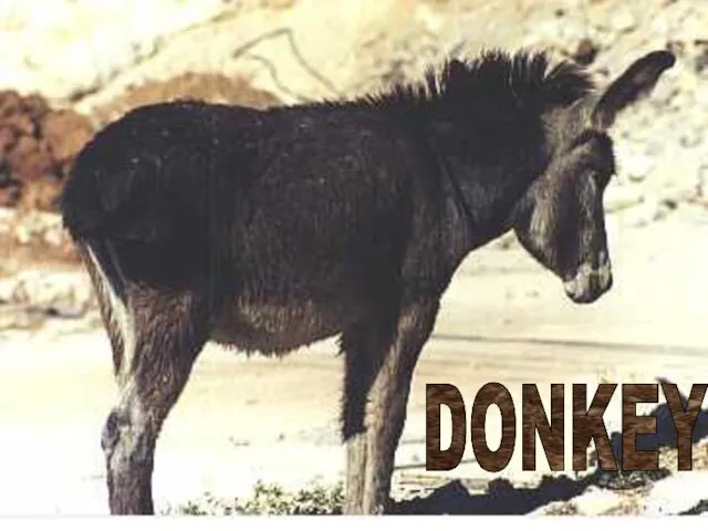 DONKEY